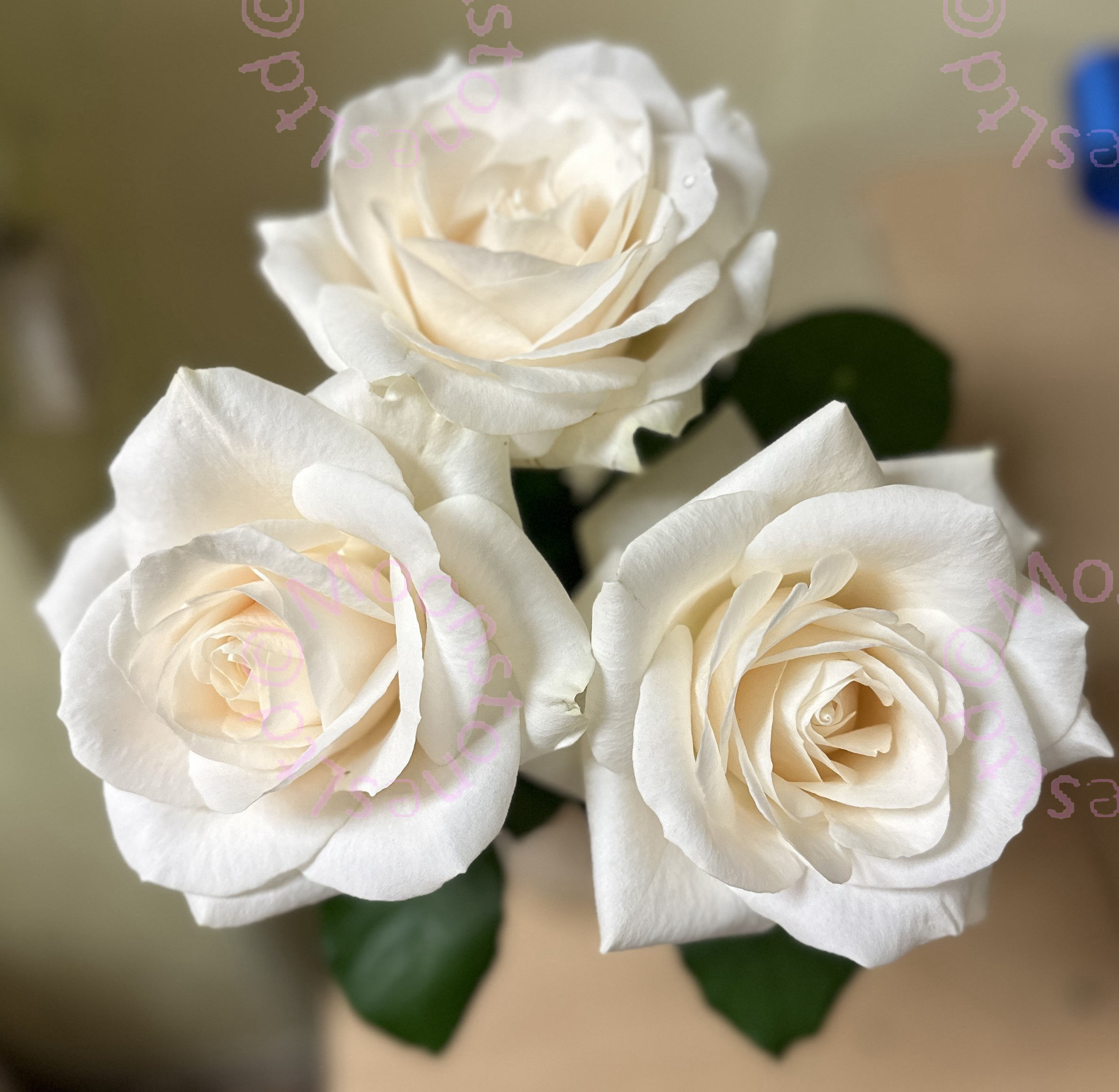 White Roses by Moonstones Florist